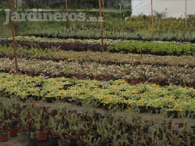 Cultiva Jardines Vivero Y Flores