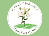 Lirio de San José