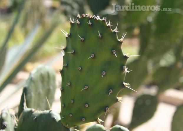 Nopal