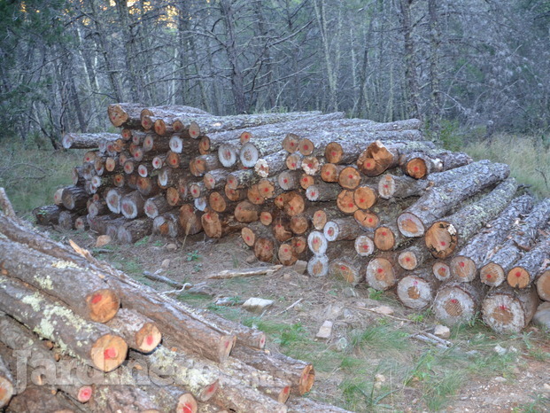 Madera de pino en rollo