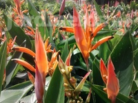 Heliconia enana