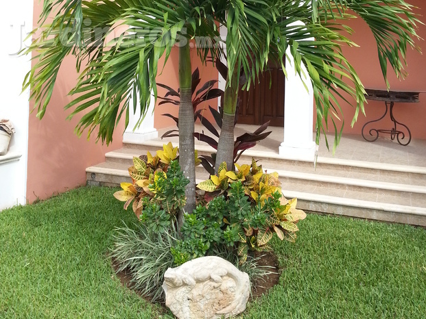 Palmera areka