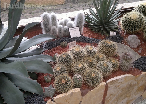 Jardinera con Suculentas