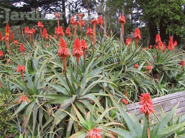 Aloe-arborescens Ideal para jardineras exteriores 