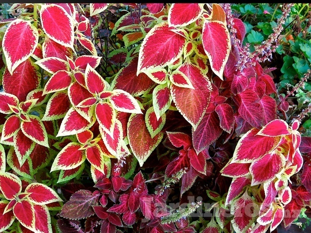 Coleus 