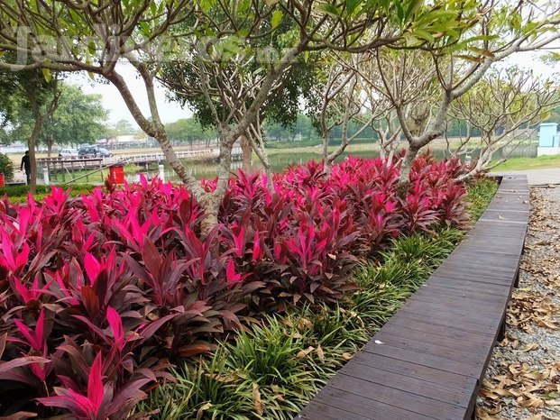 Cordyline terminalis