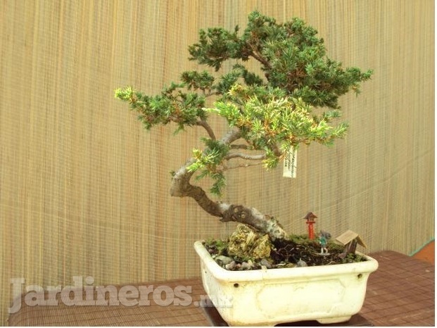 Bonsai Cuernavaca