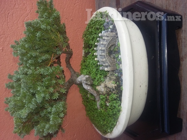 Bonsai Cuernavaca