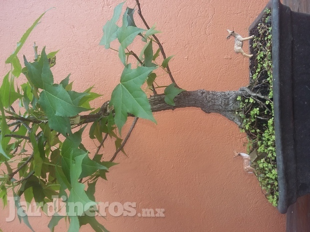 Bonsai Cuernavaca