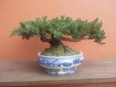 Bonsai Cuernavaca