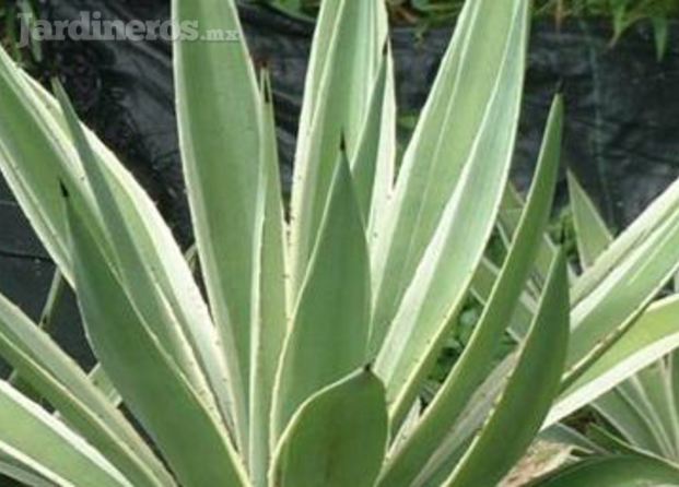 Agave