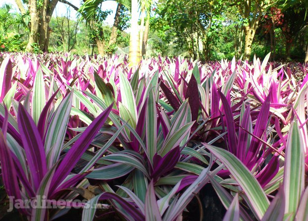 Vivero Jardín Las Palmas