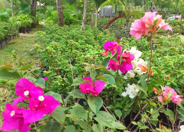 Vivero Jardín Las Palmas