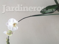 Servicios Profesionales en Jardines