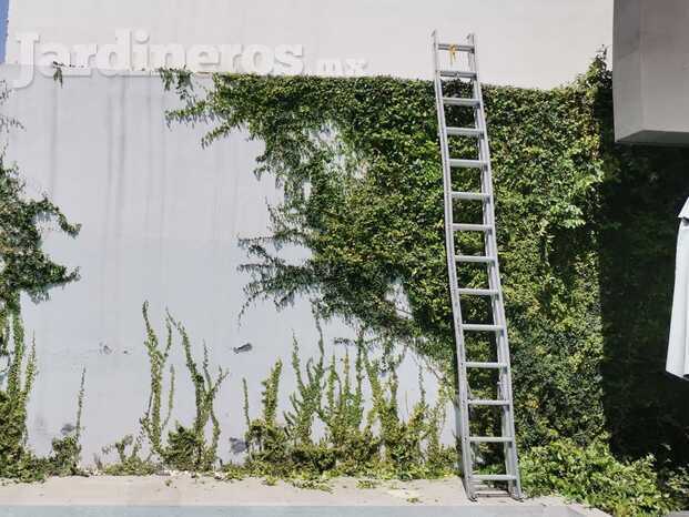 Poda de enrredaderas