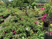 VIVERO LA HACIENDA