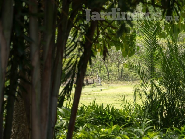 Nuestro vivero en Jalisco