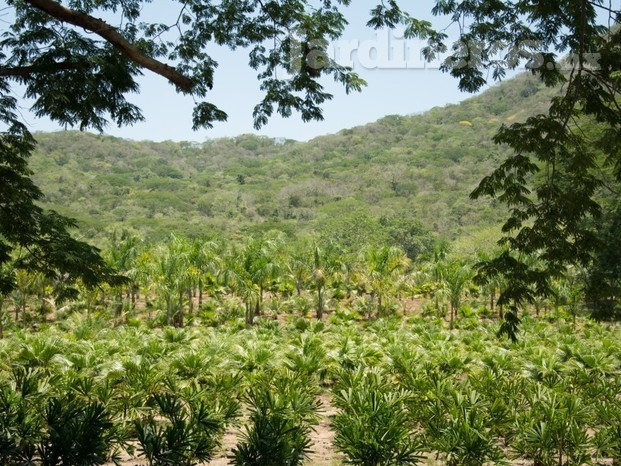 Nuestra plantas en nuestro Rancho