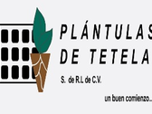 Plántulas De Tetela