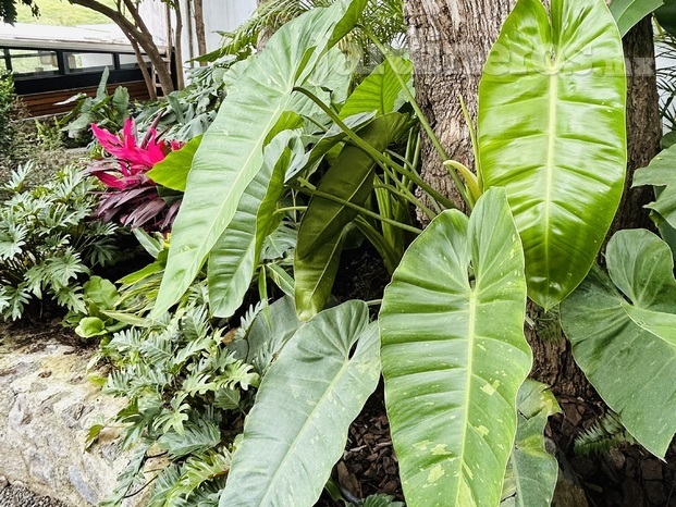 Jardineras 