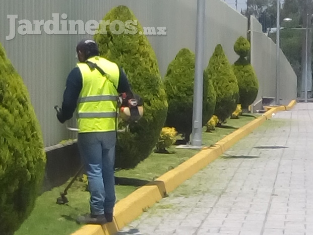 Mantenimiento de áreas verdes