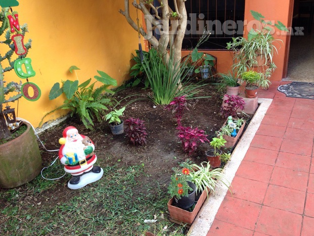 Jardín navideño con plantas de temporada