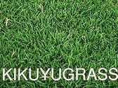 Kikuyograss