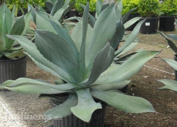 Agave