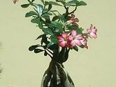 Adenium