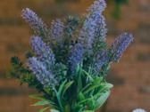 Jardinería Total