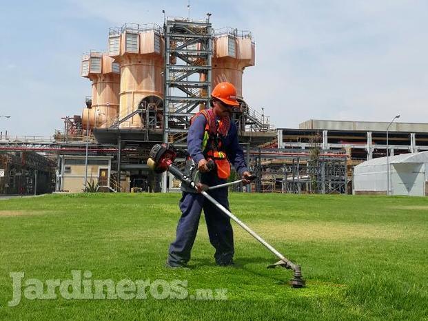 Servicios profesionales de jardinería