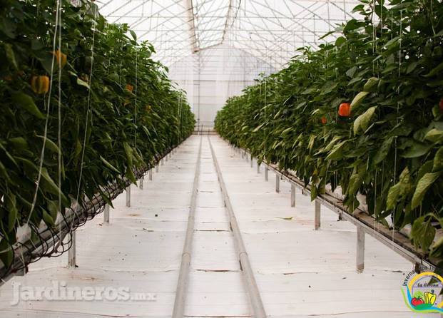 Plantas Invernaderos Tecnificados La Cerona