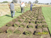 Pasto Ocampo Mariscal