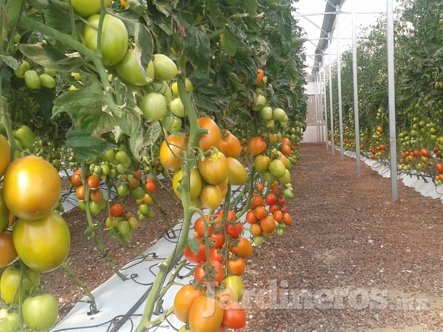 Tomate en Invernadero