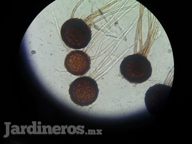 Peronospora