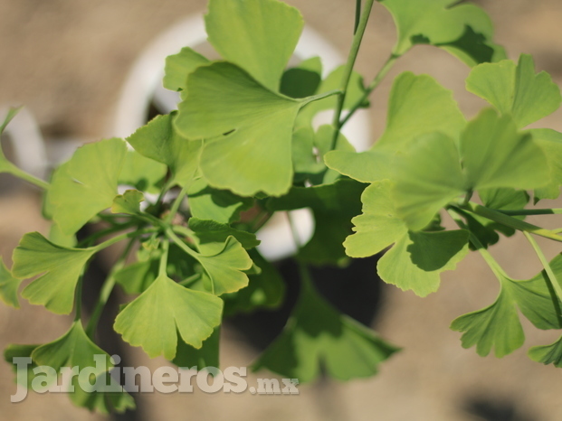 Árbol de Ginkgo Biloba joven 