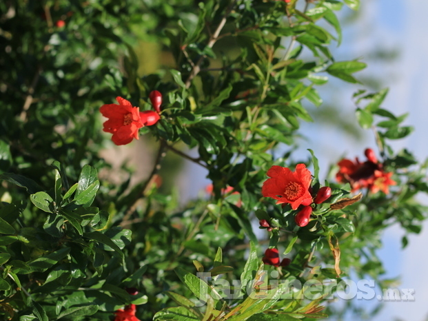 Árbol de granada en floración