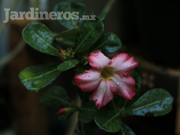 Flor del desierto