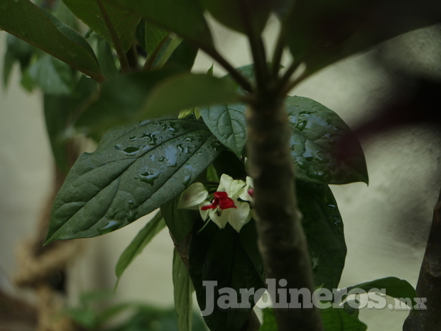 Plumería en Jardín urbano 