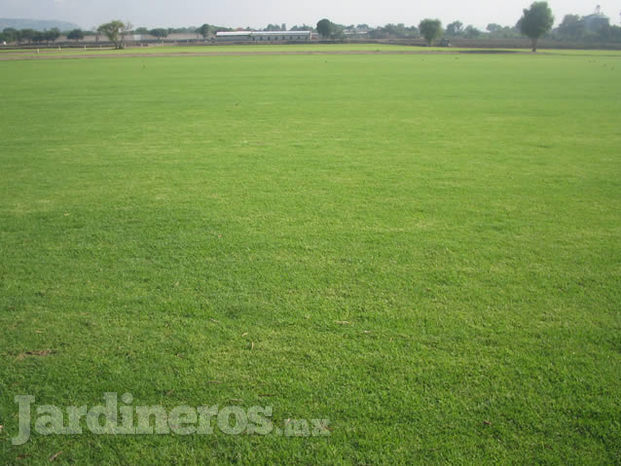 Venta De Pasto San Agustín