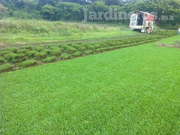 Venta De Pasto San Agustín