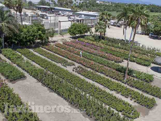 Vivero Los Cabos