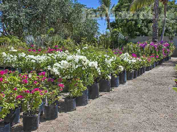 Vivero Los Cabos