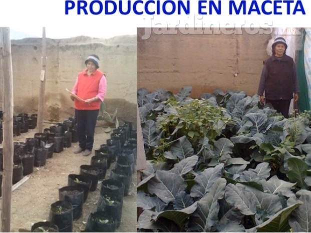 Producción en maceta