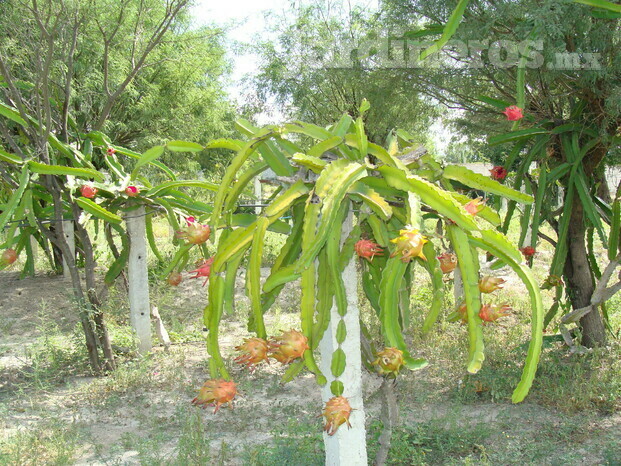 Cultivo de Pitahaya (Fruta del dragón)