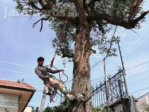 Poda de árbol 