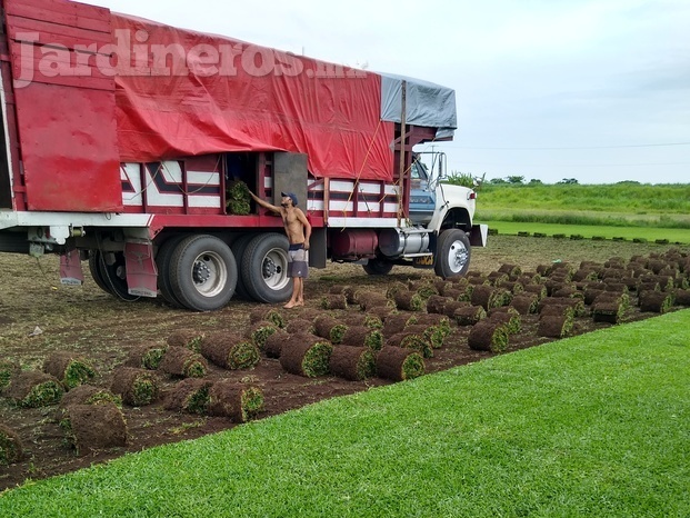 VENTA DE PASTO EN ROLLO