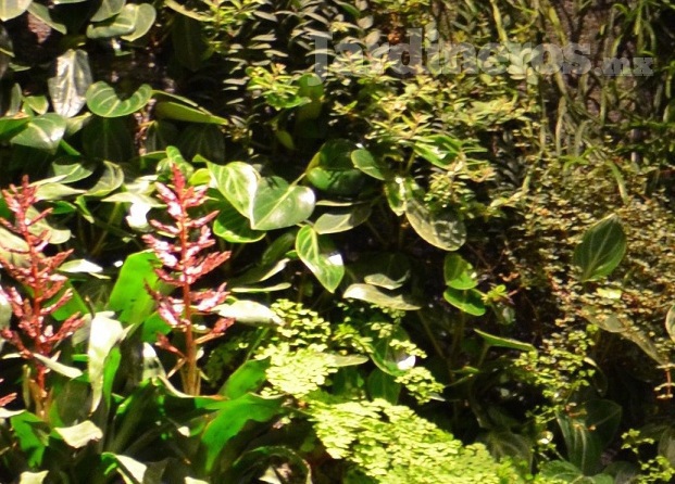 Jardines Verticales
