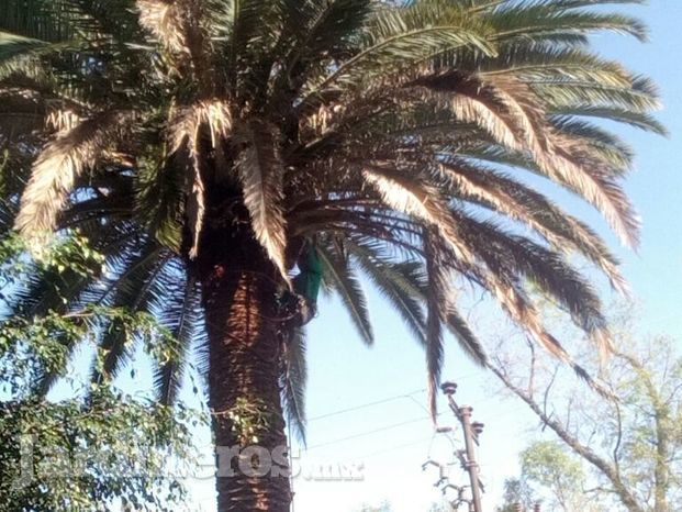 Poda de palmera