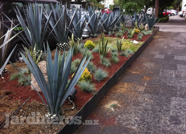 Agaves Ttquileros